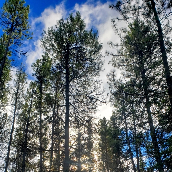 Meet your Posher, Shauna - Picture 1 of 1